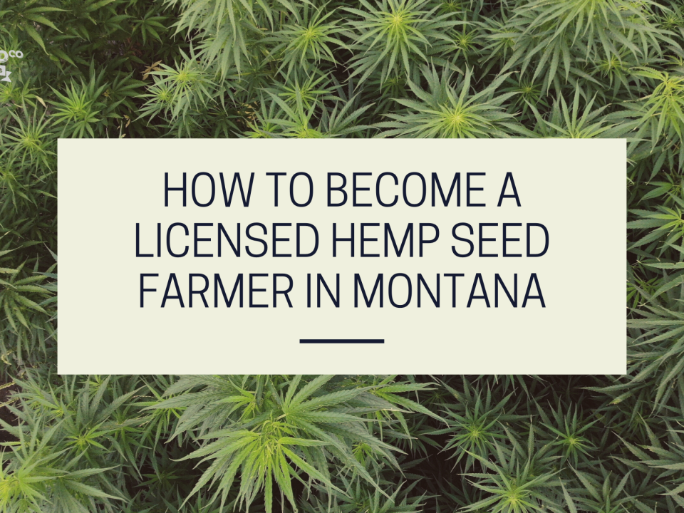 licensed hemp seed farmer montana