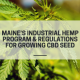 maine hemp program growing cbd seed