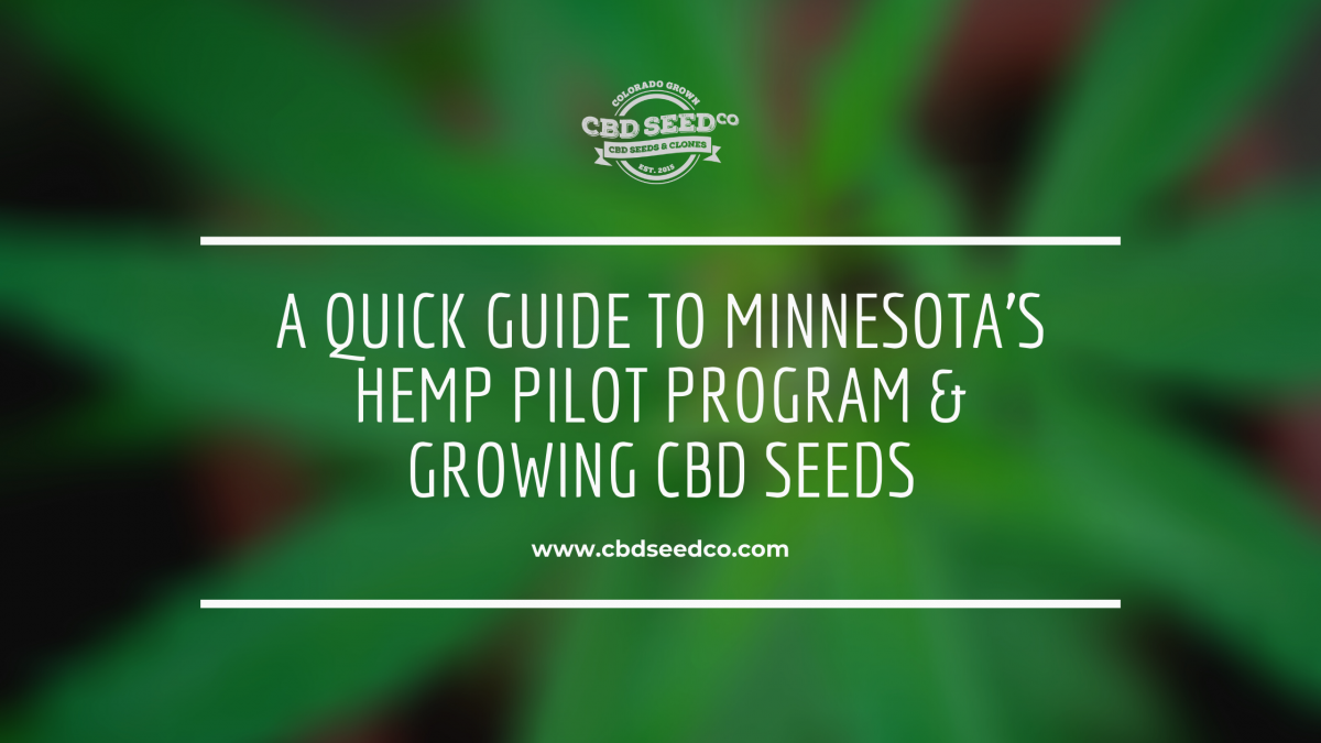 minnesota industrial hemp program growing cbd seed