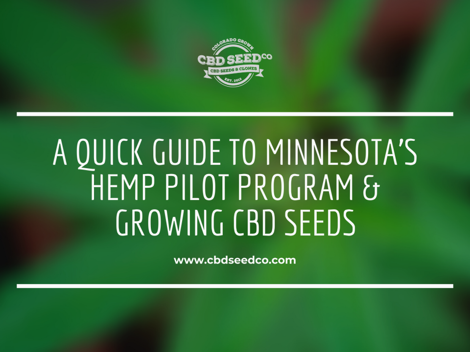 minnesota industrial hemp program growing cbd seed