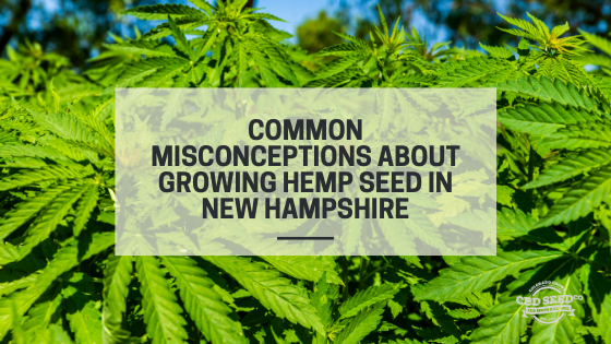 misconceptions growing cbd hemp seed new hampshire