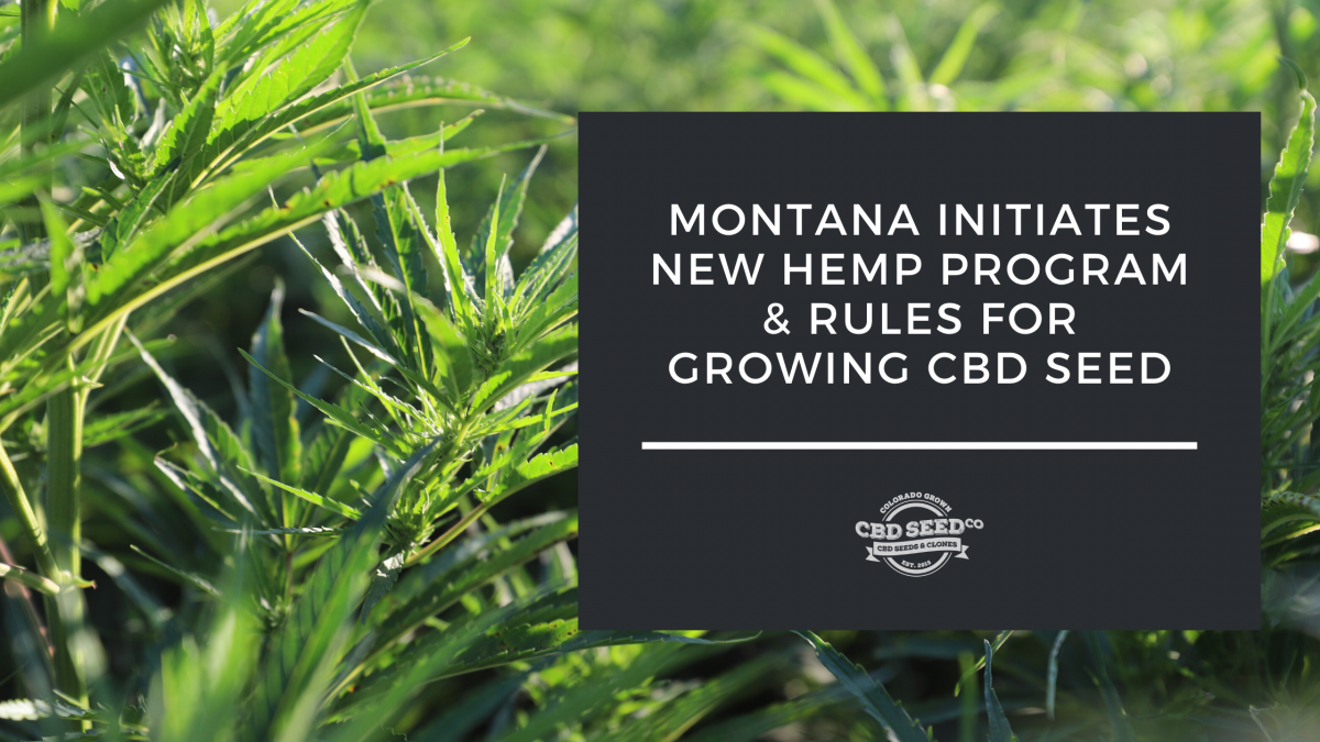 montana hemp program cbd seed