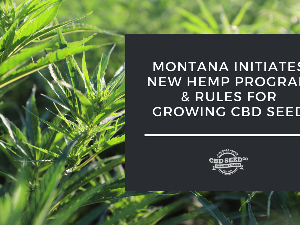 montana hemp program cbd seed