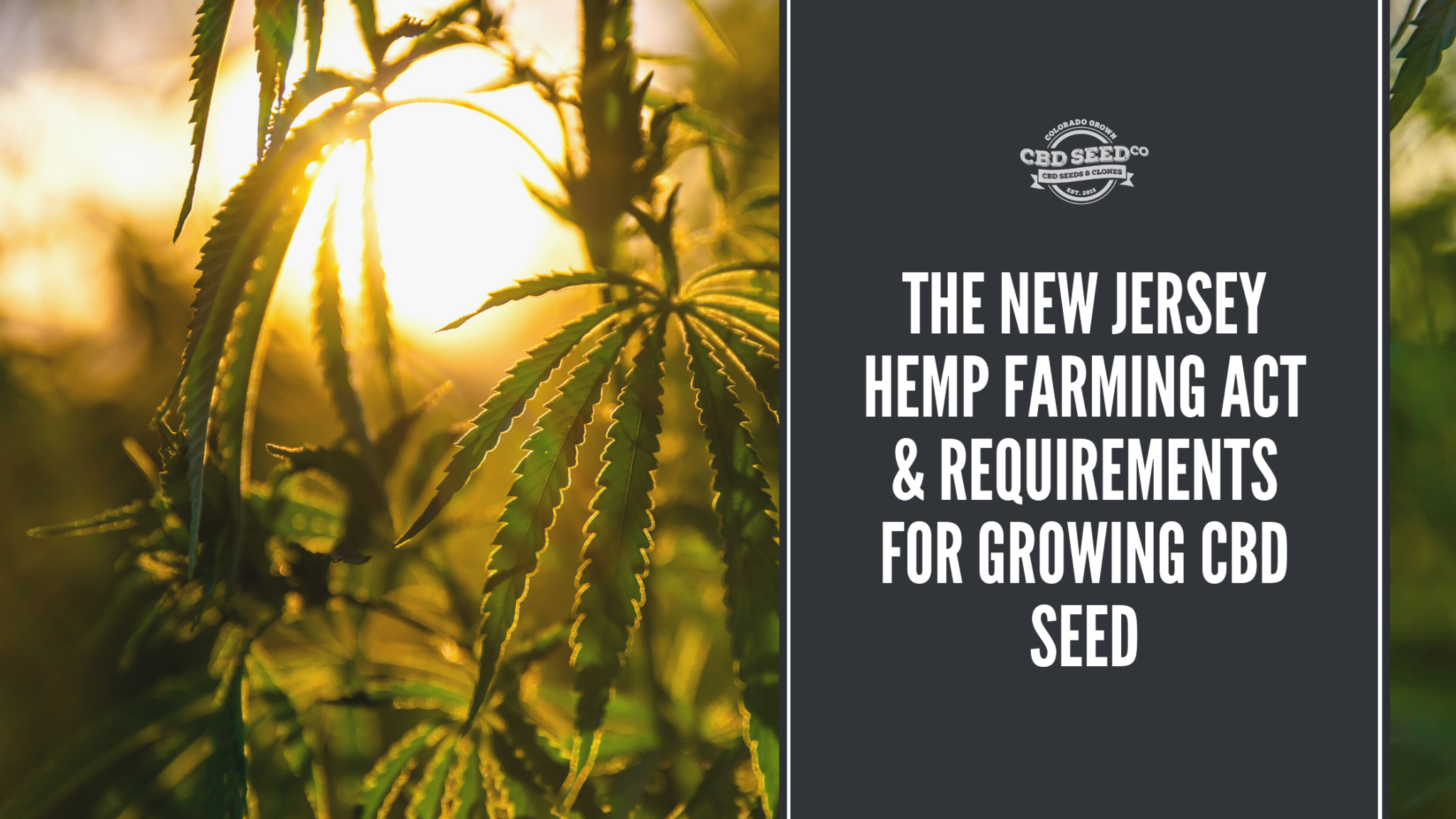 The New Jersey Hemp Farming Act & Requirements for Growing CBD Seed CBD Seed Co.