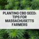 planting cbd seed tips massachusetts