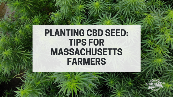 planting cbd seed tips massachusetts