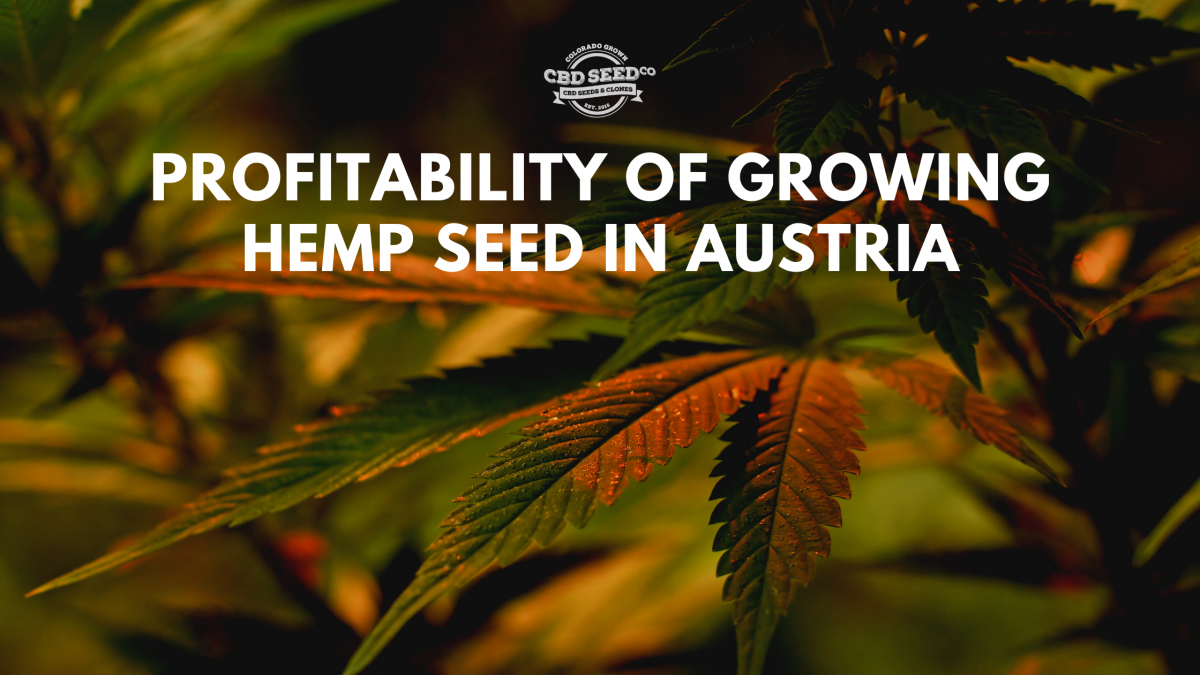 profitability growing hemp seed austria