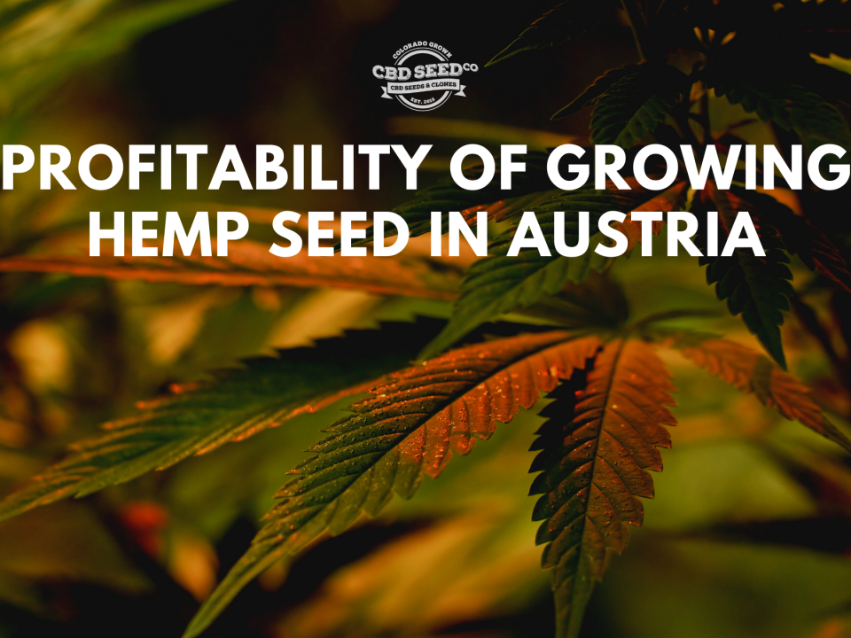 profitability growing hemp seed austria