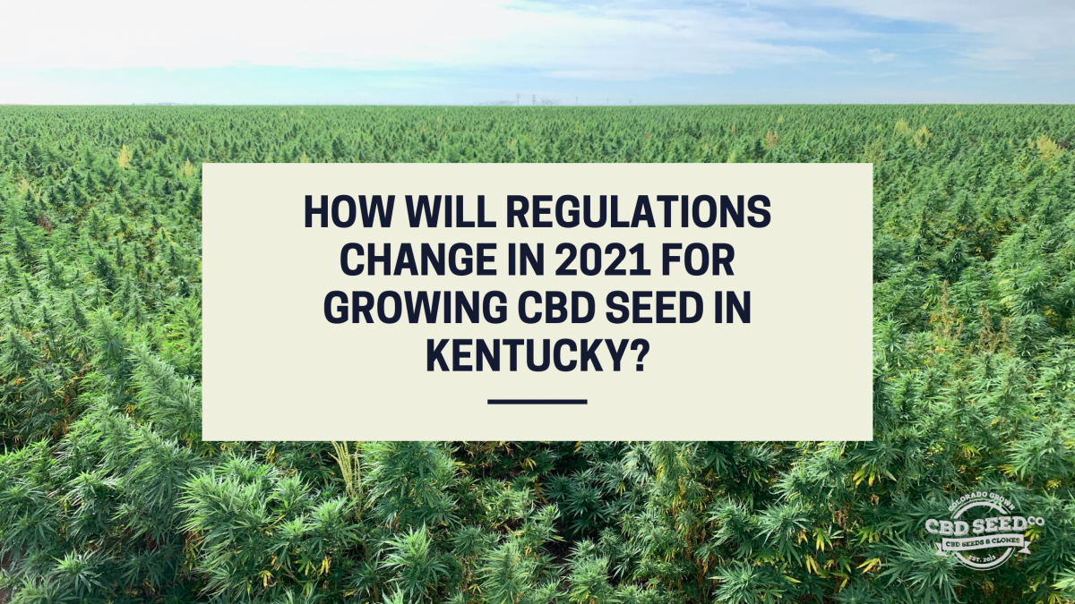 regulations growing cbd seed kentucky 2021