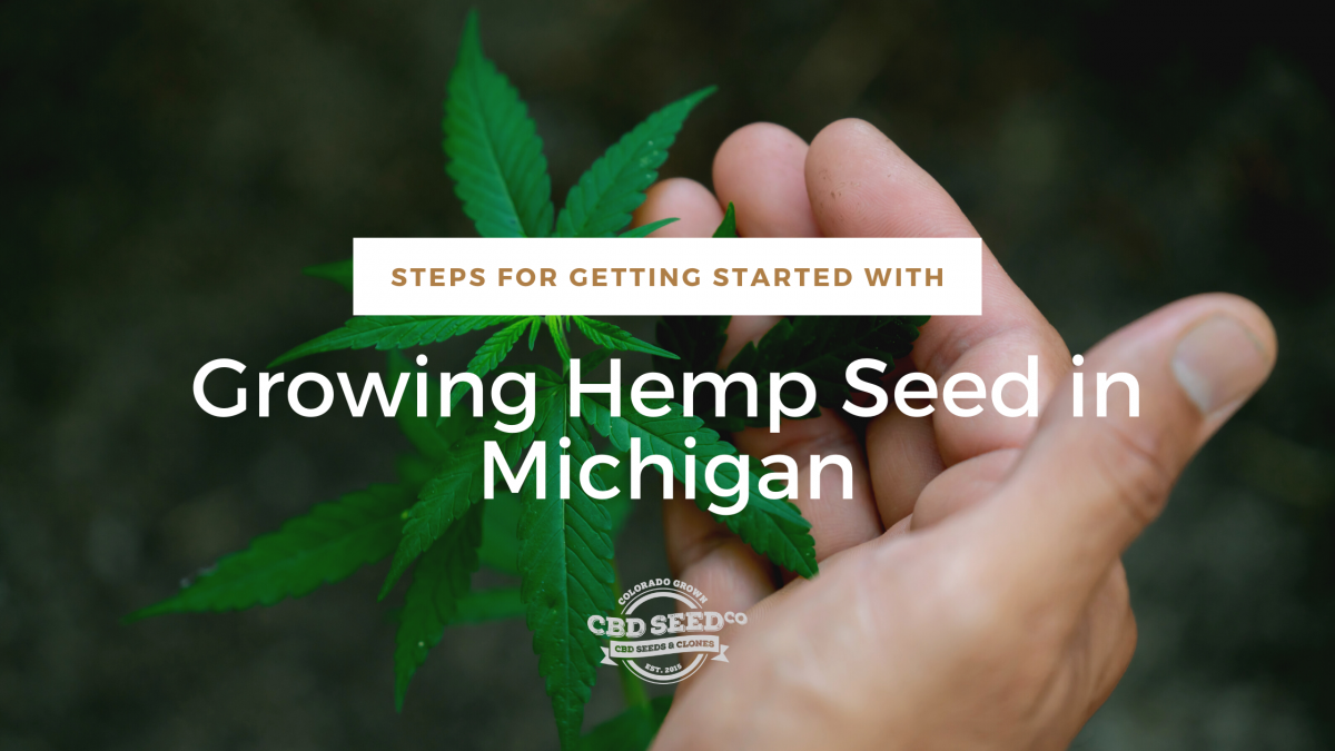 steps growing hemp seed michigan