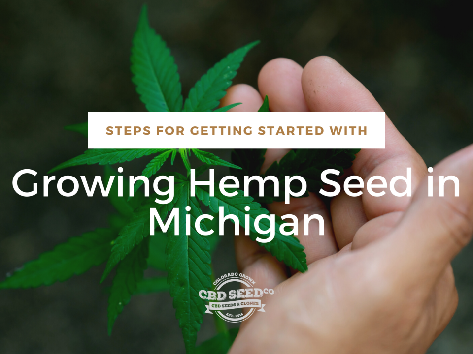 steps growing hemp seed michigan