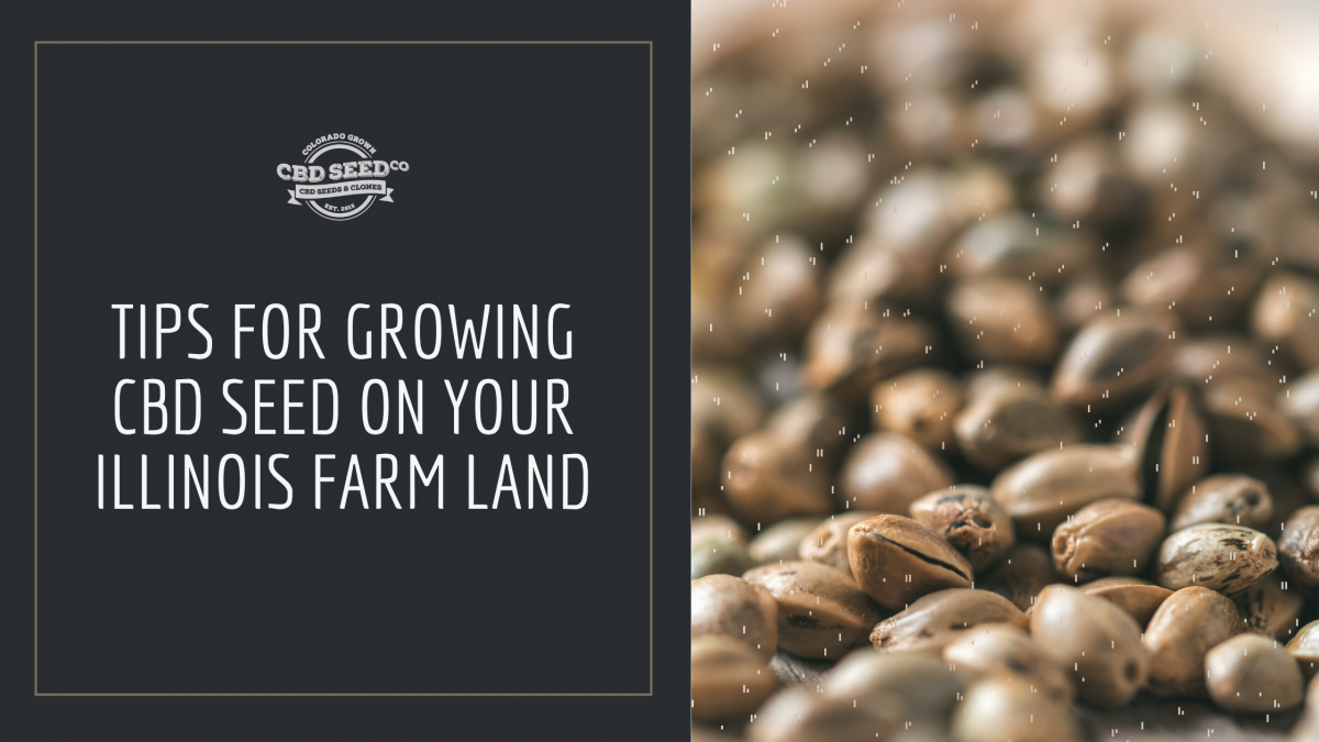 tips grow cbd seed illinois farm