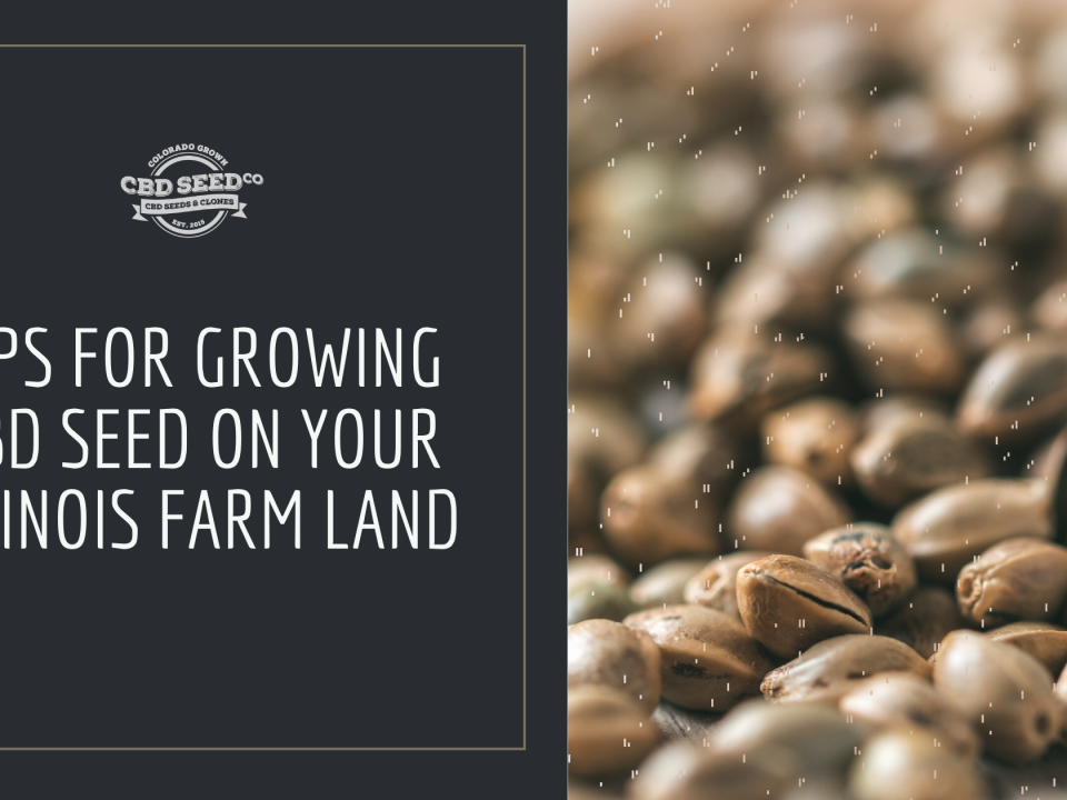 tips grow cbd seed illinois farm