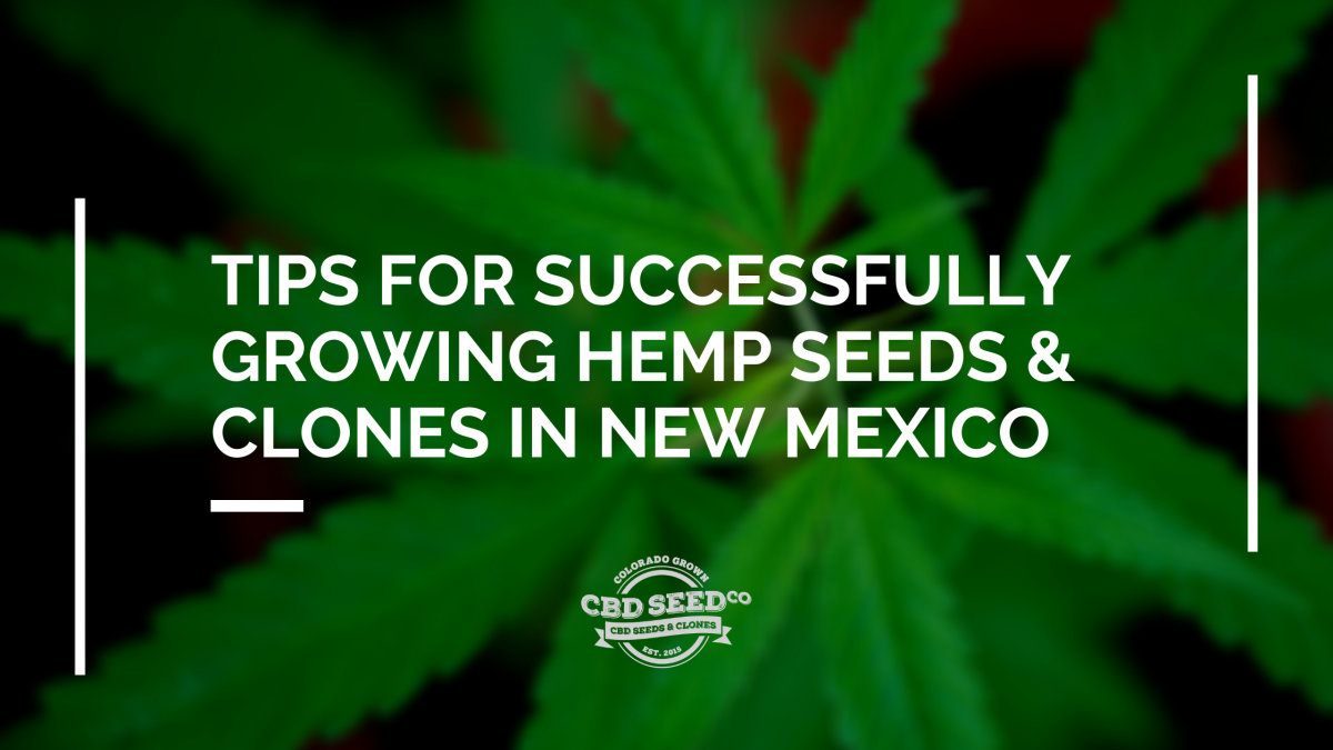 tips growing hemp seed clones new mexico