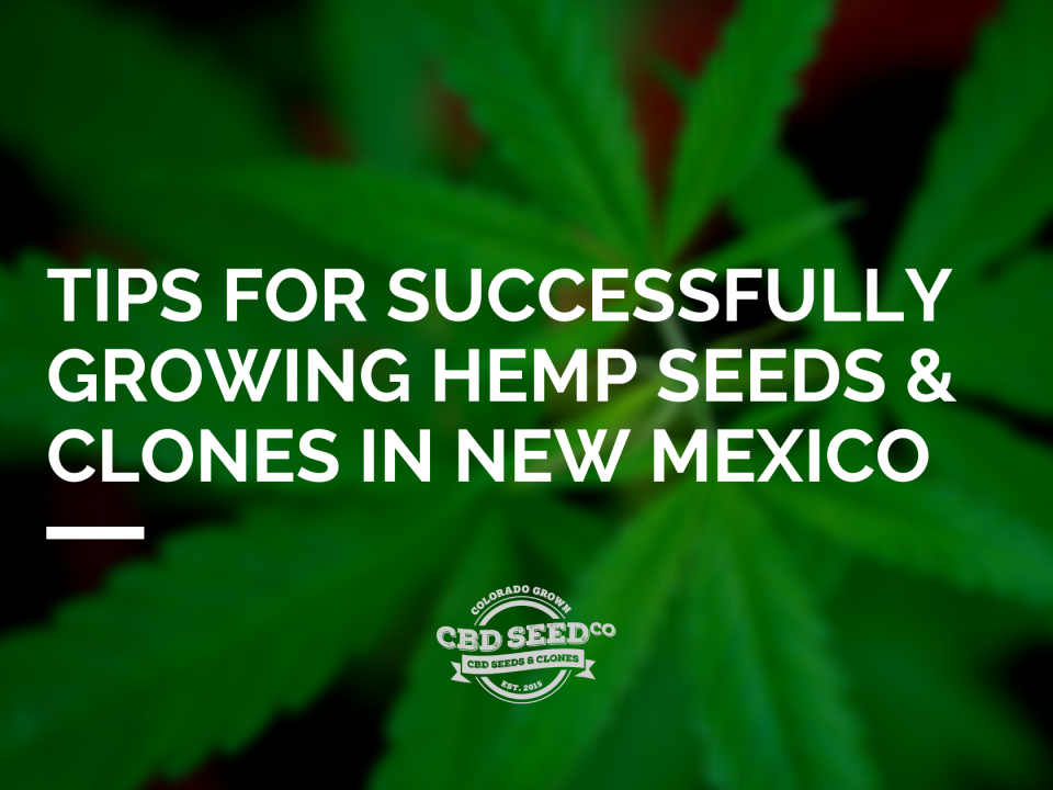 tips growing hemp seed clones new mexico