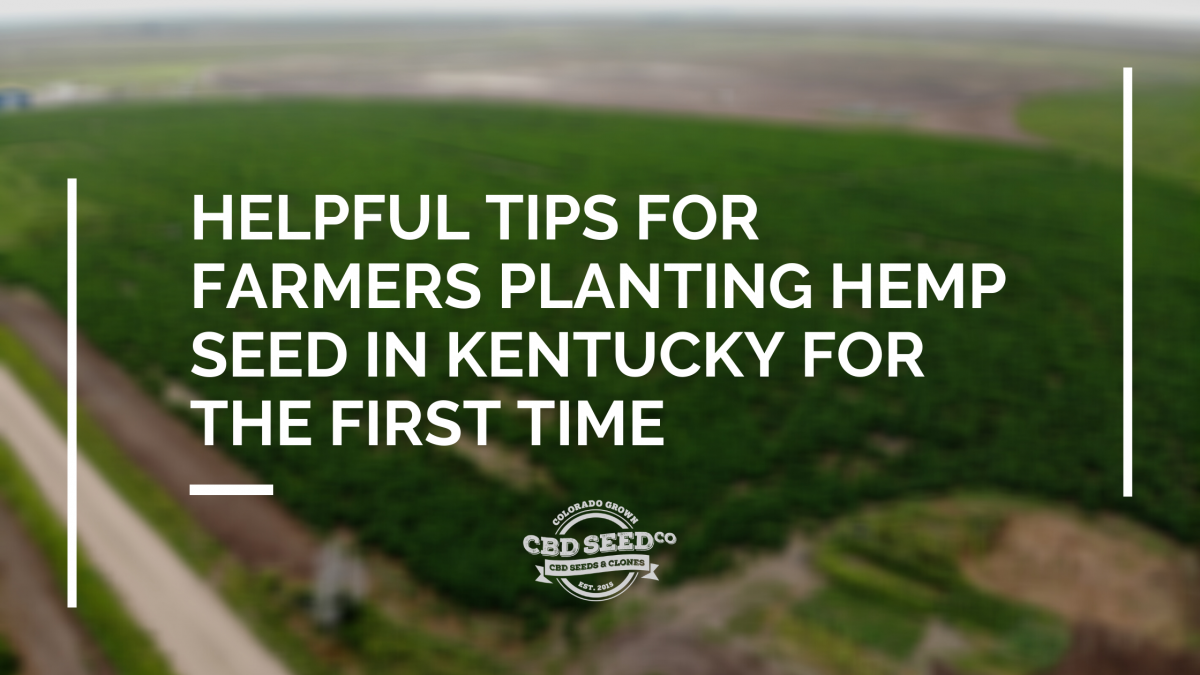 tips planting hemp seed kentucky