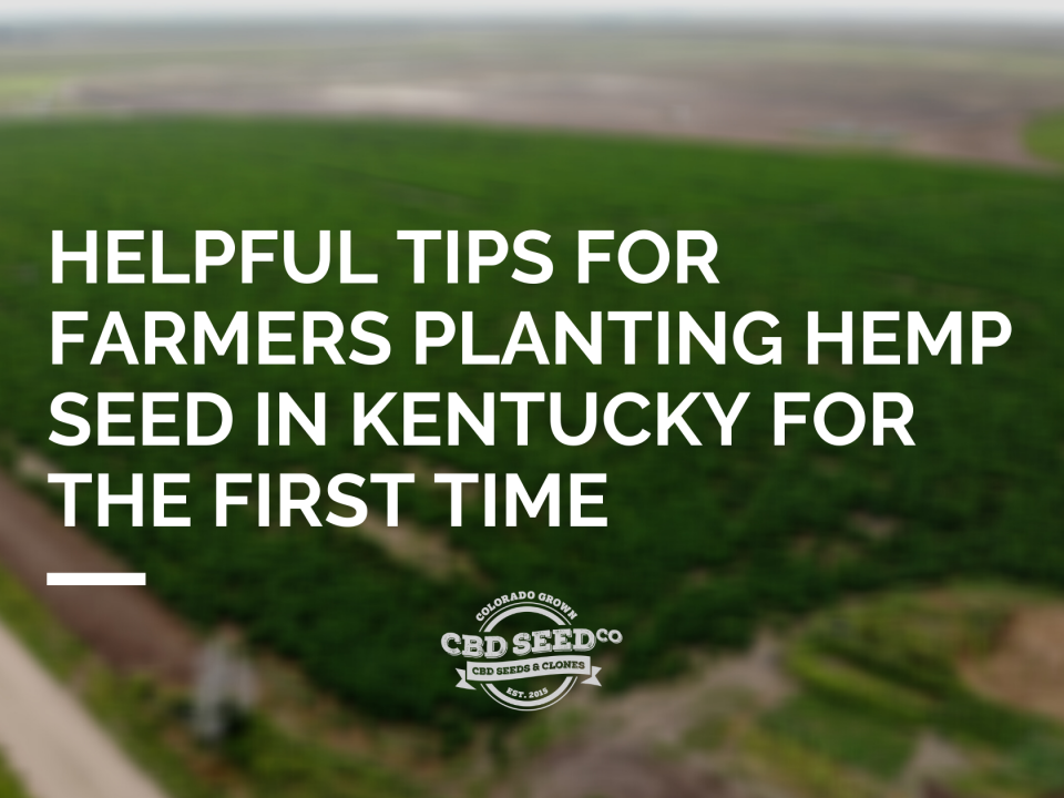 tips planting hemp seed kentucky