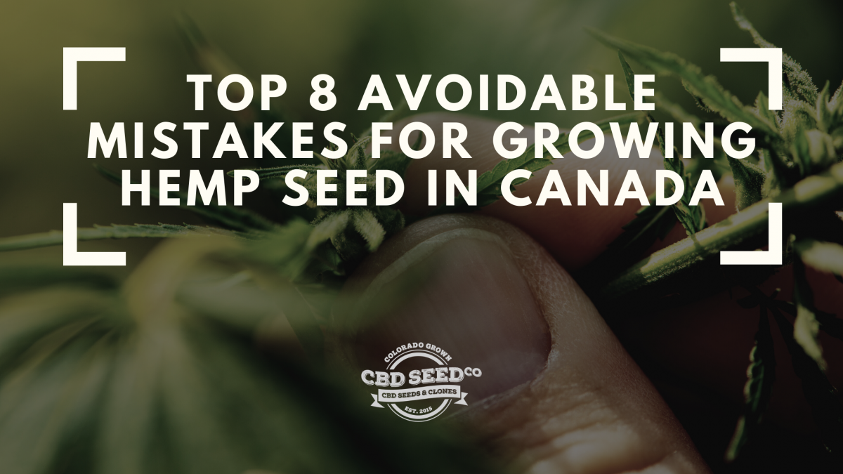 top mistakes growing hemp seed canada