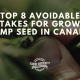 top mistakes growing hemp seed canada