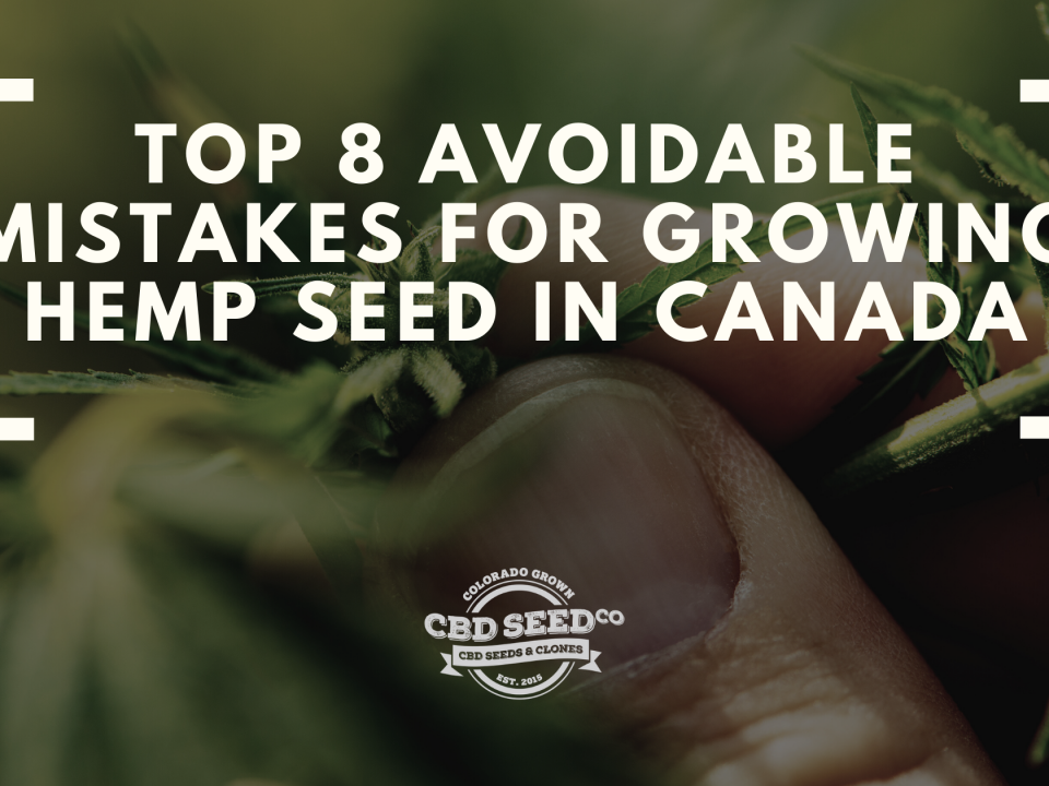 top mistakes growing hemp seed canada