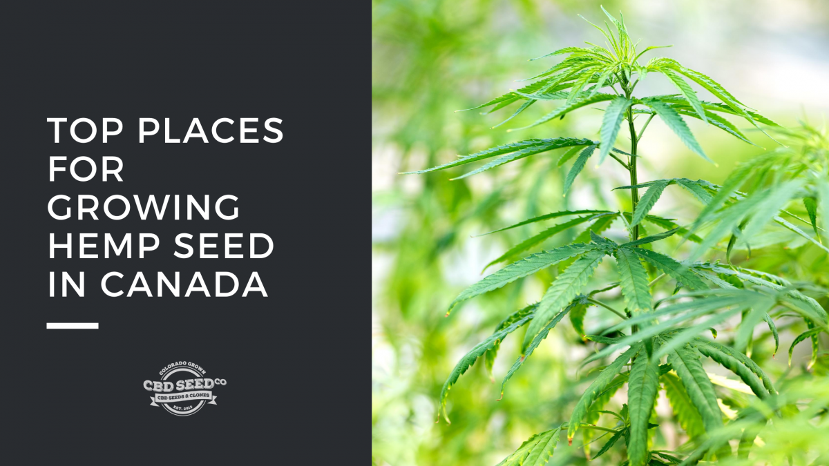 top places growing hemp seed canada