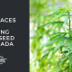 top places growing hemp seed canada