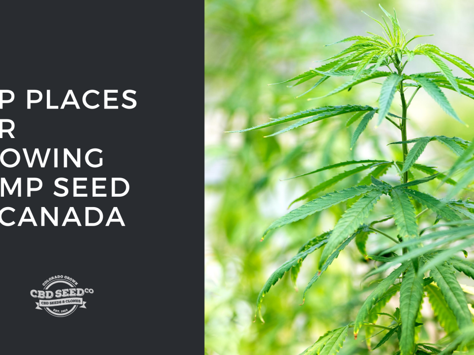 top places growing hemp seed canada