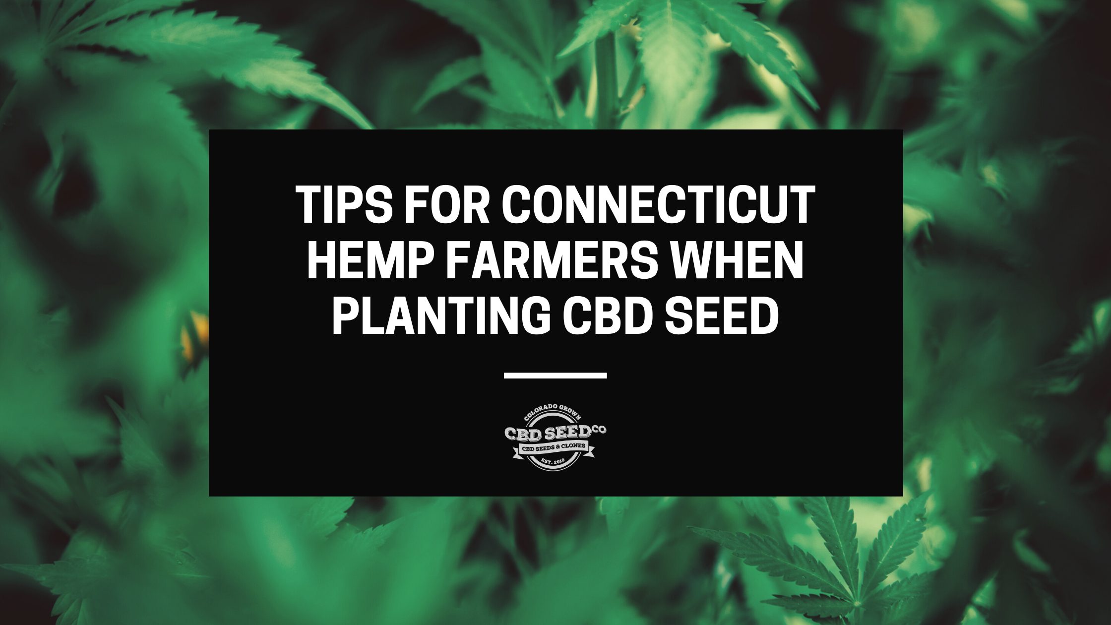 Tips for Connecticut Hemp Farmers When Planting CBD Seed CBD Seed Co.