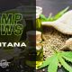 cbd seed montana