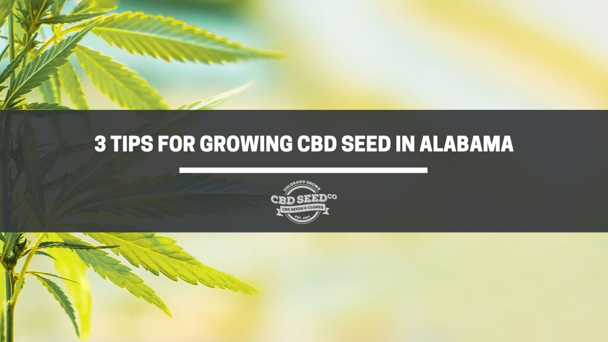 cbd seed alabama