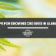 cbd seed alabama