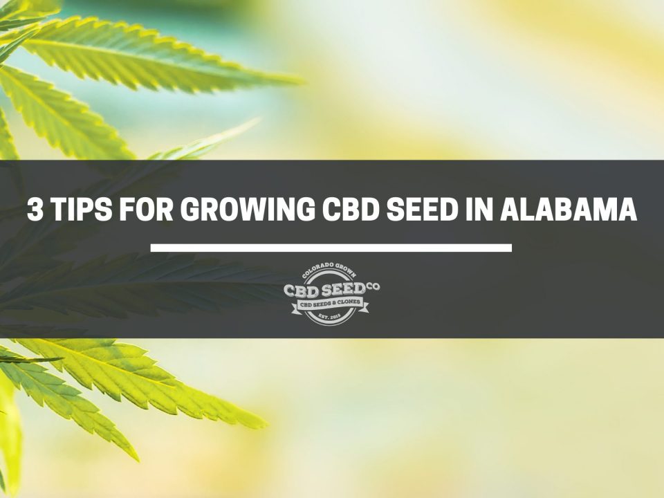 cbd seed alabama