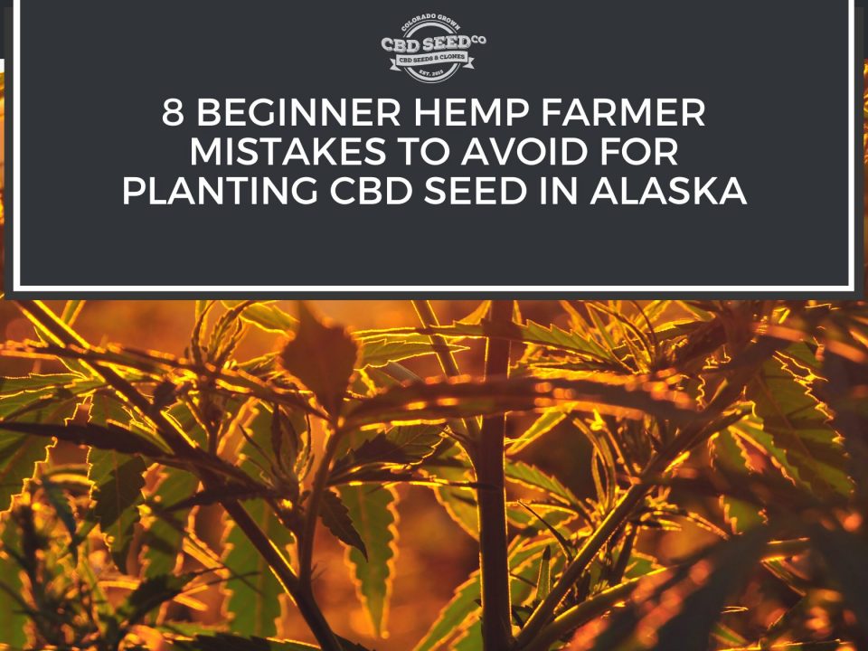 cbd seed alaska