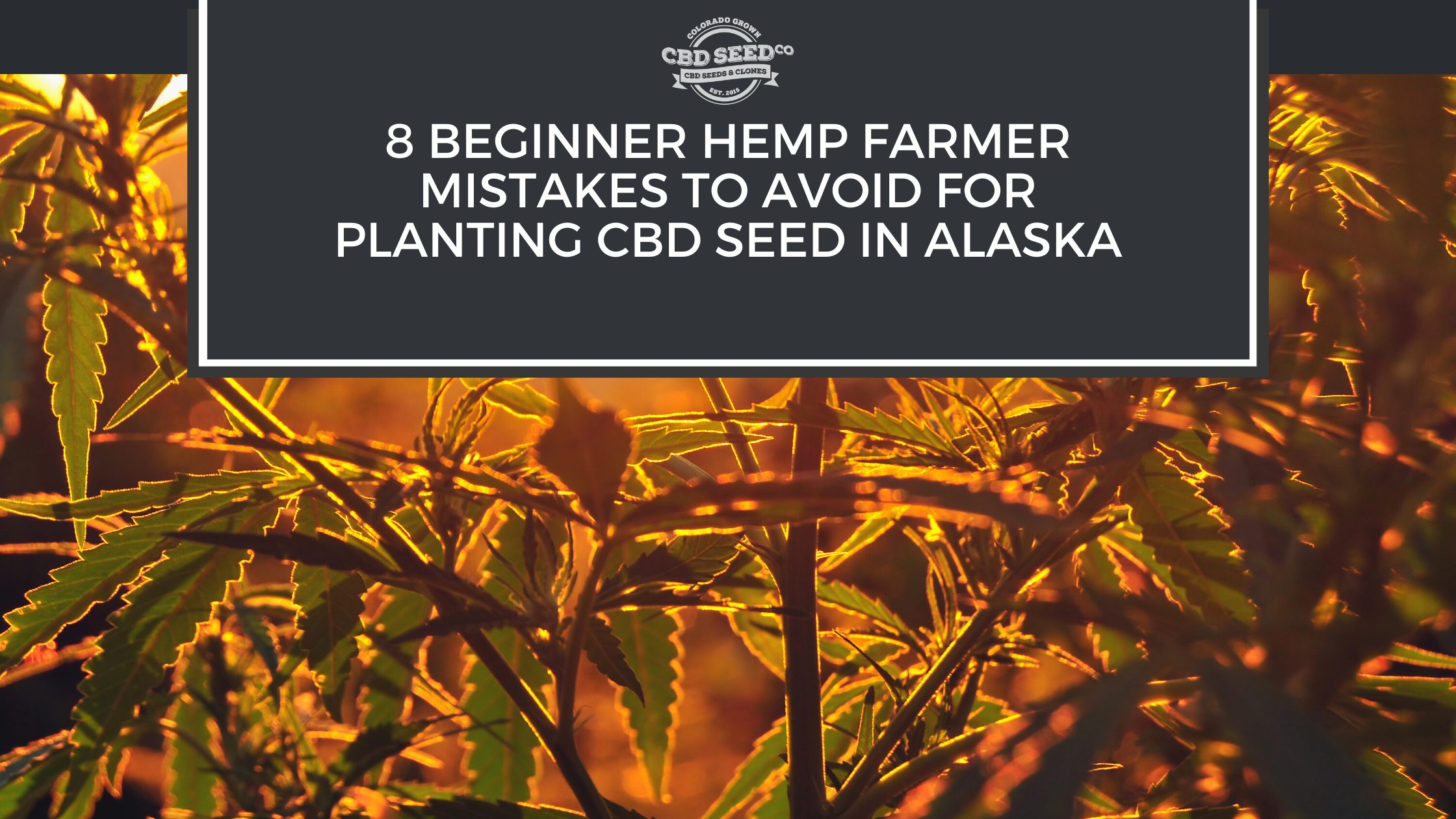 8 Beginner Hemp Farmer Mistakes to Avoid for Planting CBD Seed In Alaska CBD Seed Co.