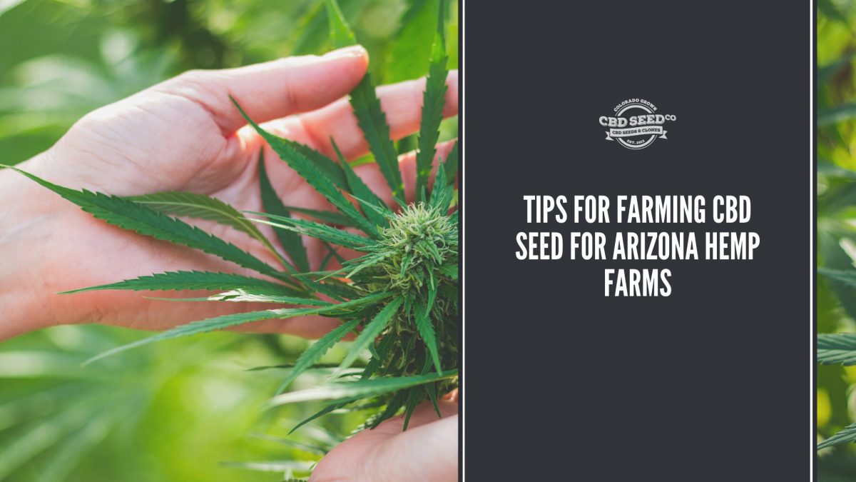 cbd seed arizona