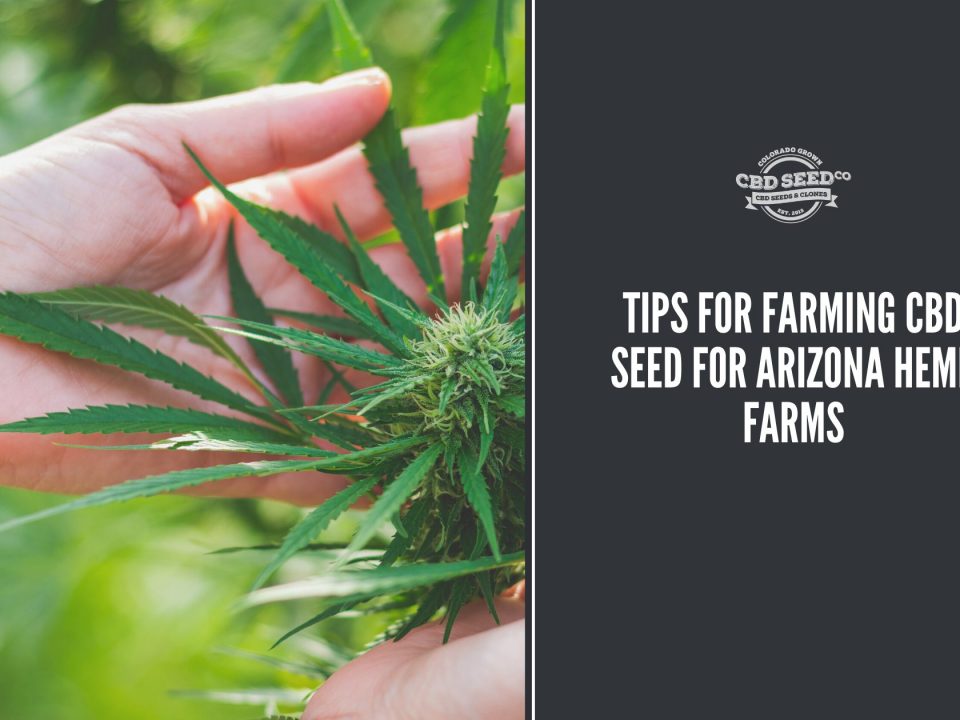 cbd seed arizona