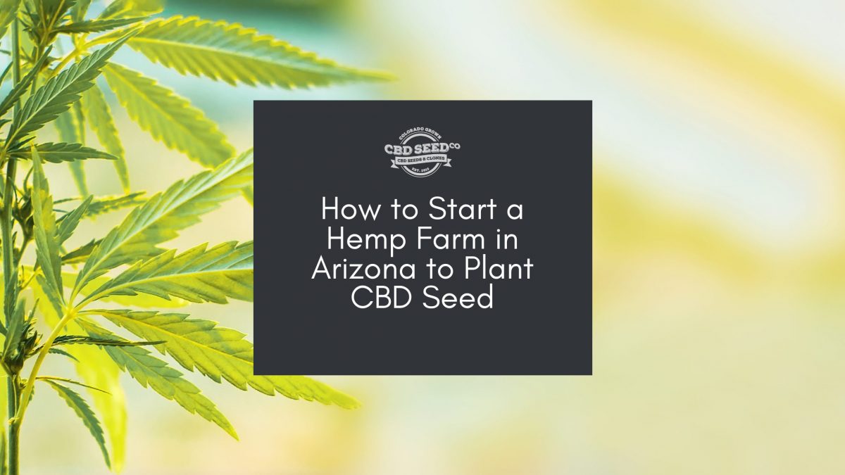 cbd seed arizona