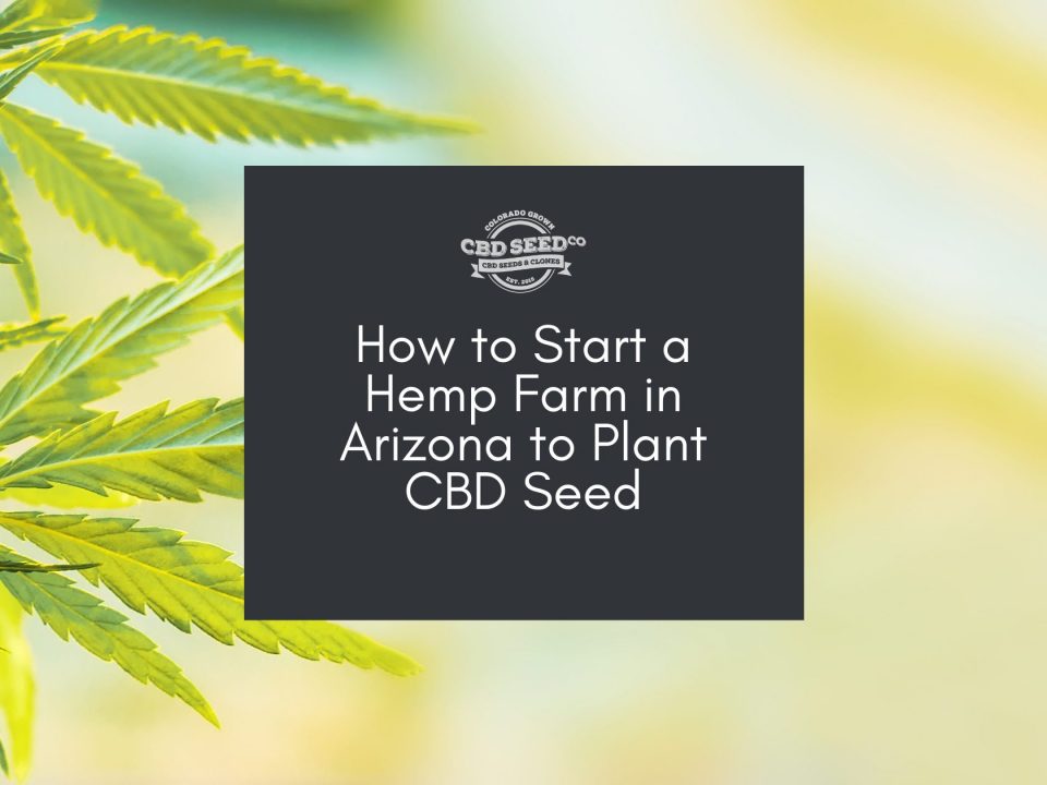 cbd seed arizona