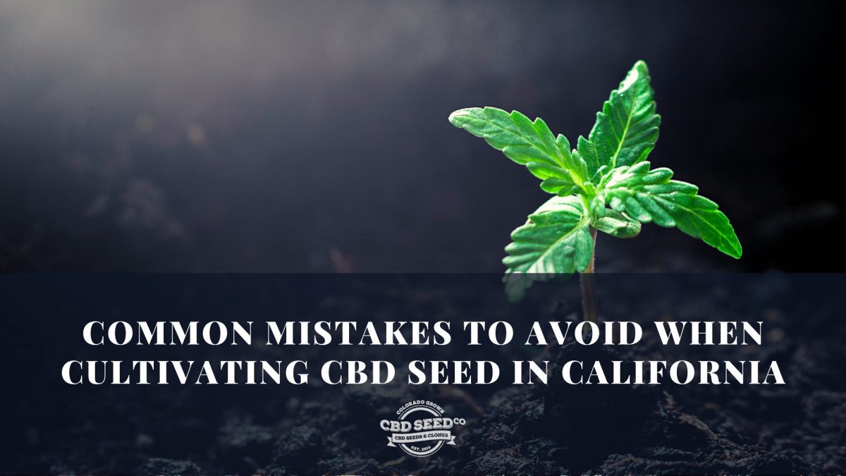 cbd seed california