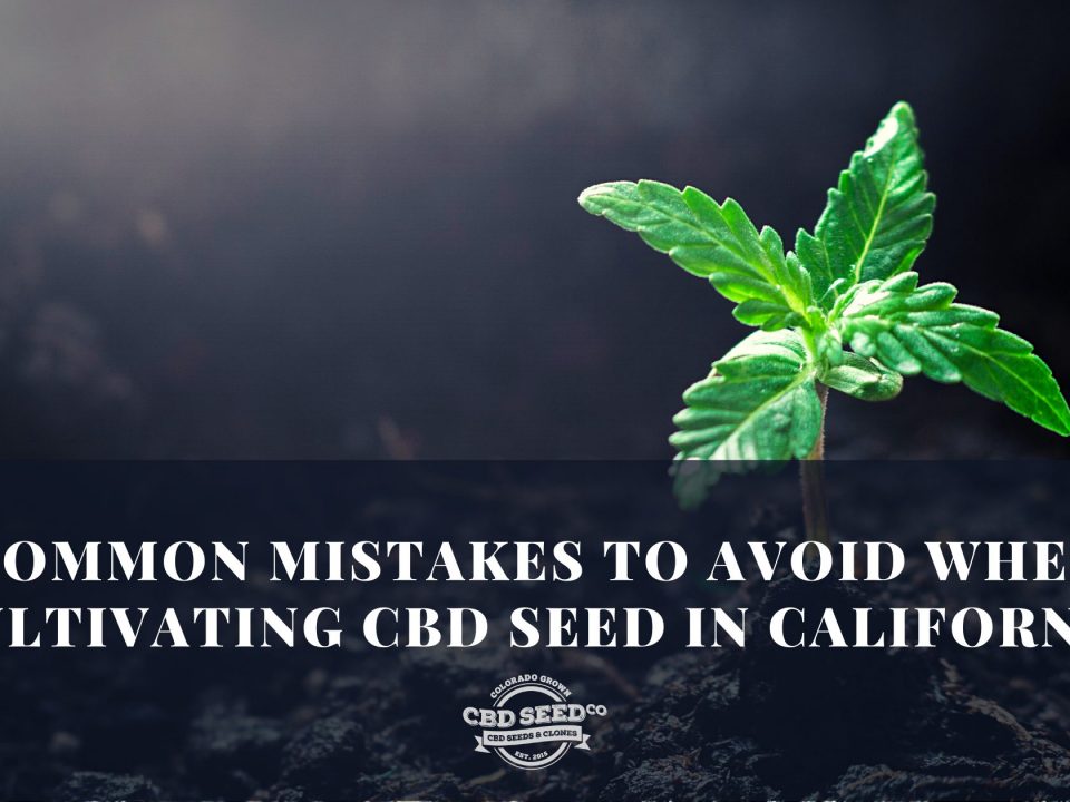 cbd seed california