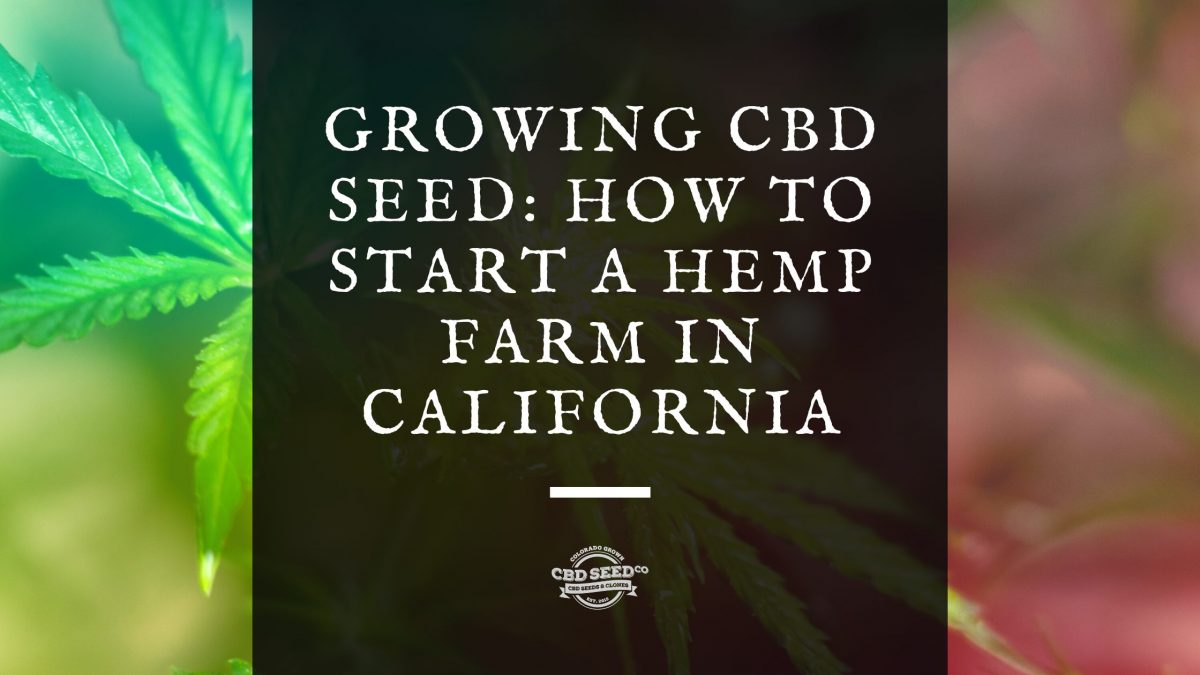 cbd seed california