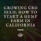 cbd seed california