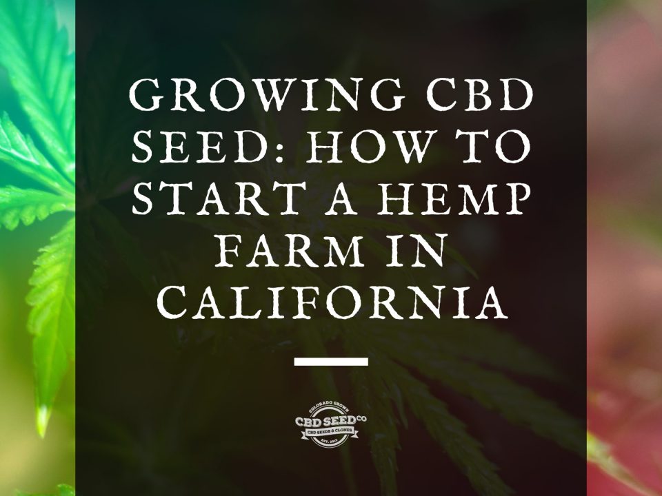 cbd seed california