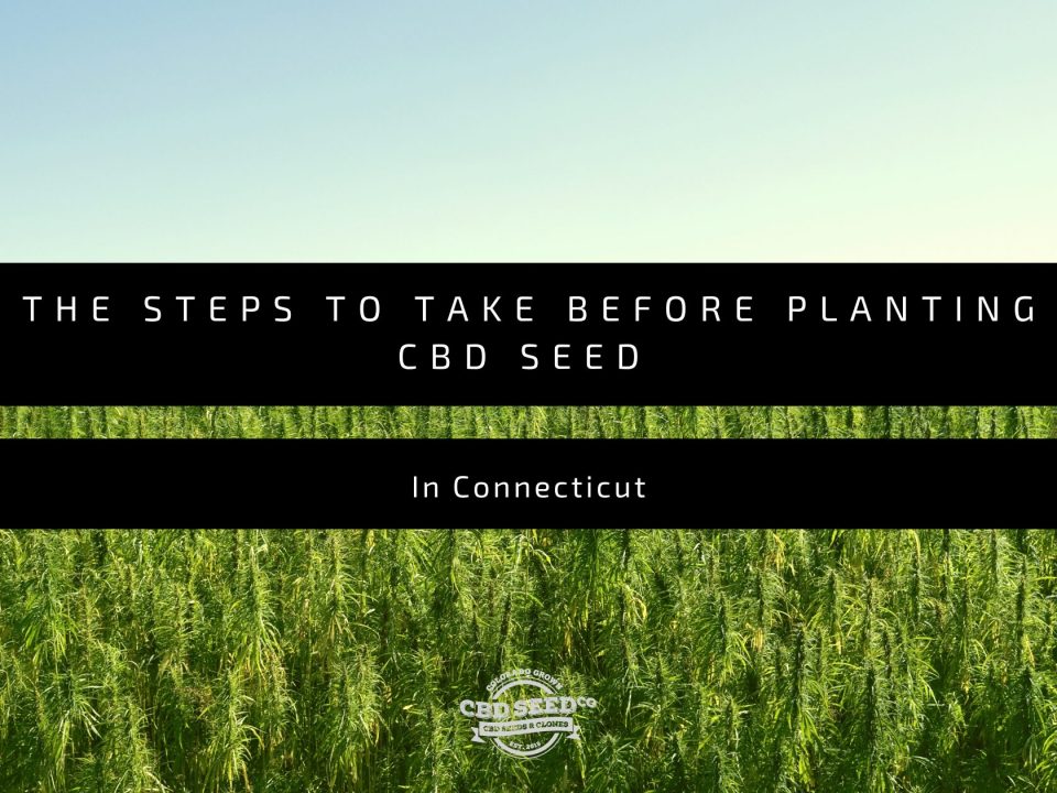 cbd seed connecticut