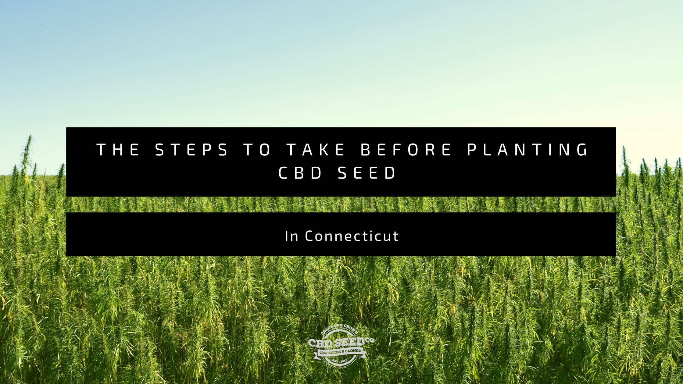 The Steps to Take Before Planting CBD Seed In Connecticut CBD Seed Co.