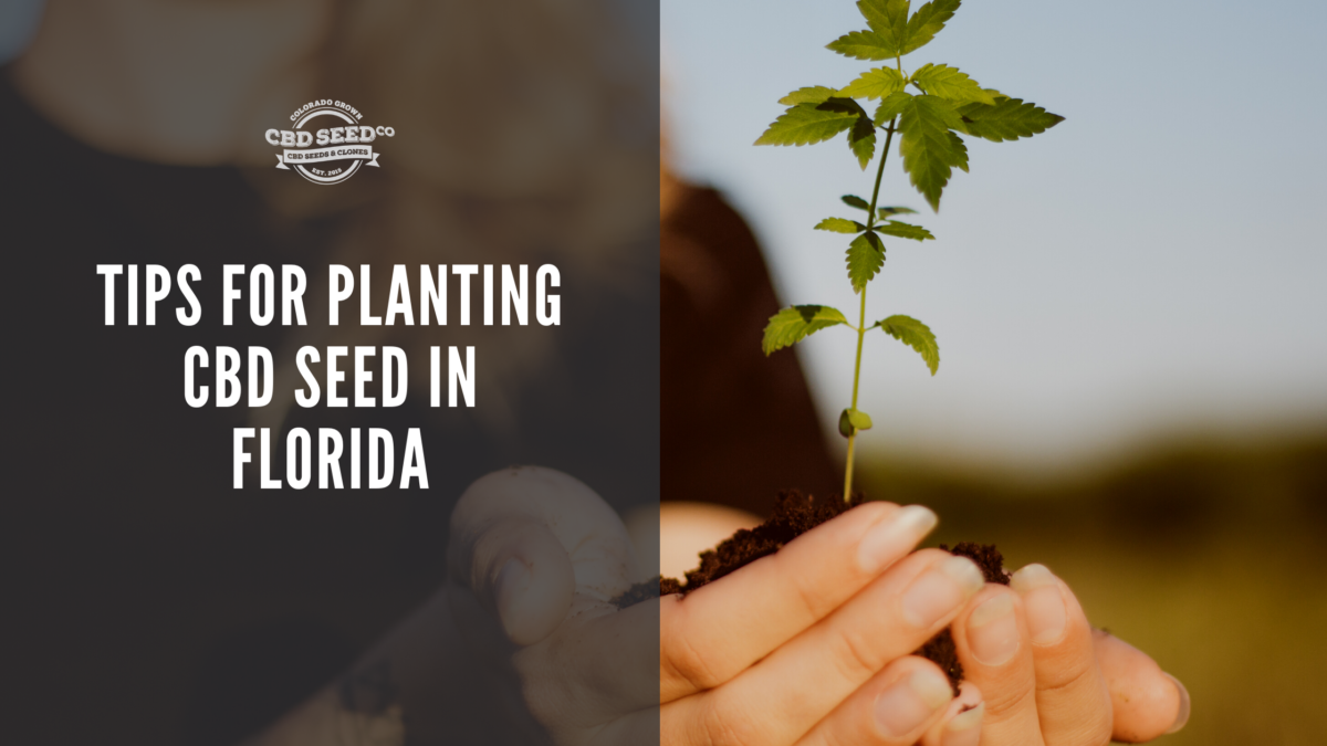 cbd seed florida