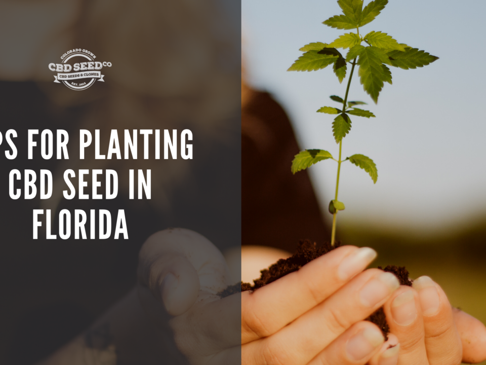 cbd seed florida