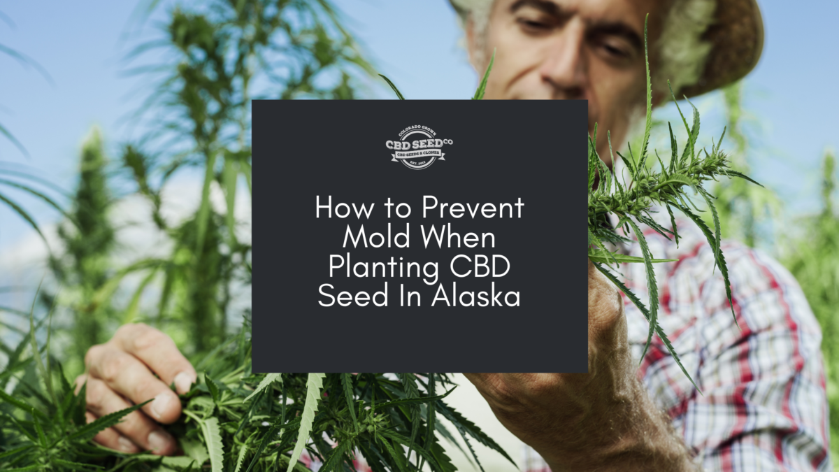 cbd seed alaska