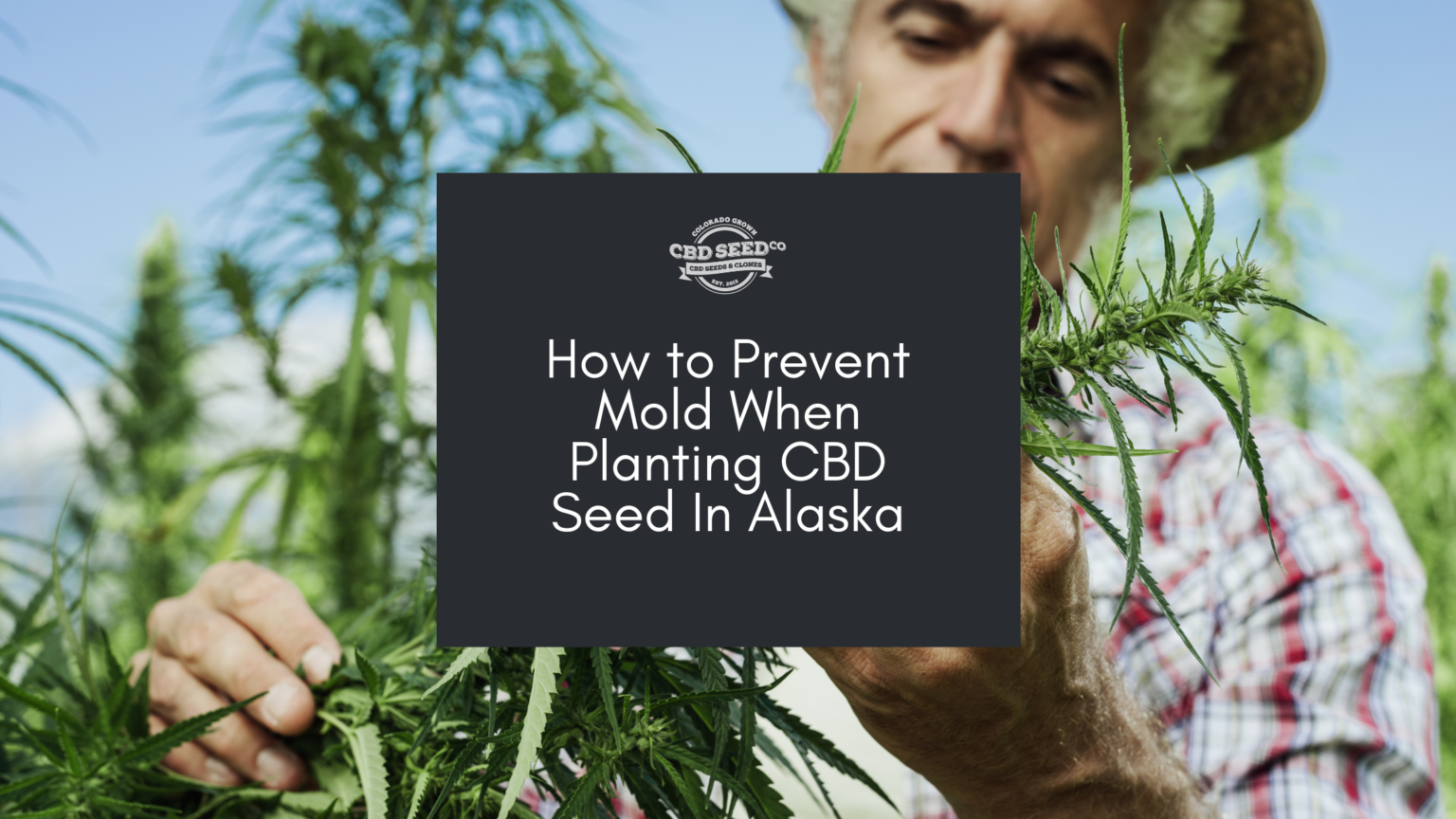 How to Prevent Mold When Planting CBD Seed In Alaska CBD Seed Co.