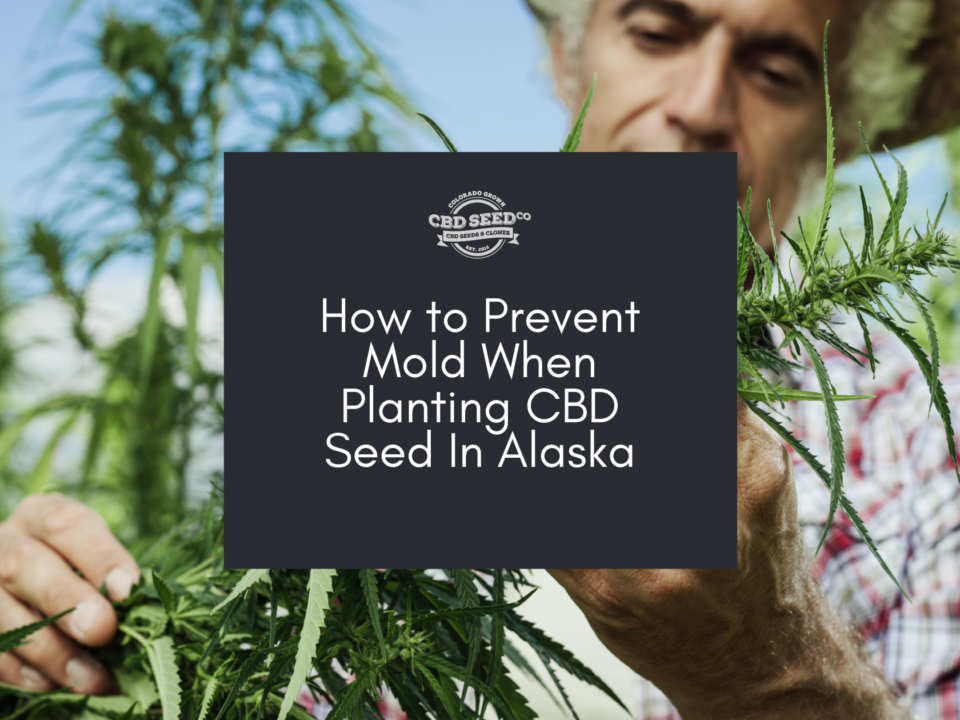 cbd seed alaska